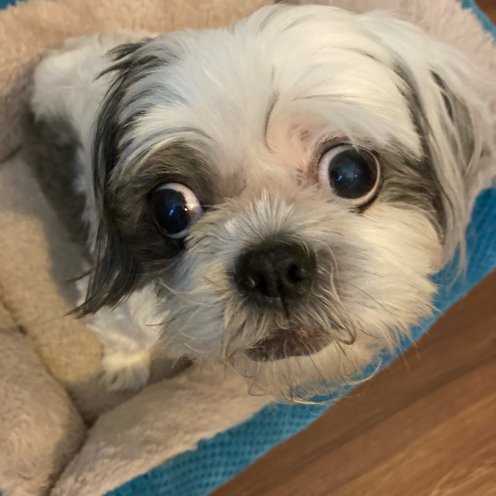 Meet your Posher, Skarlet